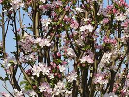 d7af886a7d7204e37d0e45b9257d528